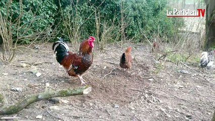 Luzarches : le havre des animaux en péril