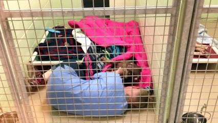 Funcionária de um abrigo deita dentro de canil para acalmar cão abandonado