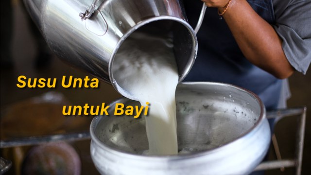 Susu UntaHeboh Susu Unta untuk Bayi, Berani Coba?