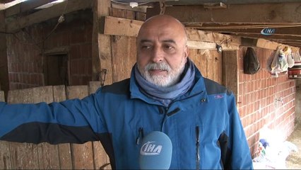 Çanakkale'de şap karantinası...43 köye giriş çıkışlar yasak