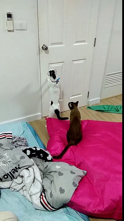 One Smart Cat