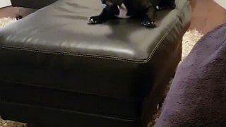 Dog Throws Back Treats