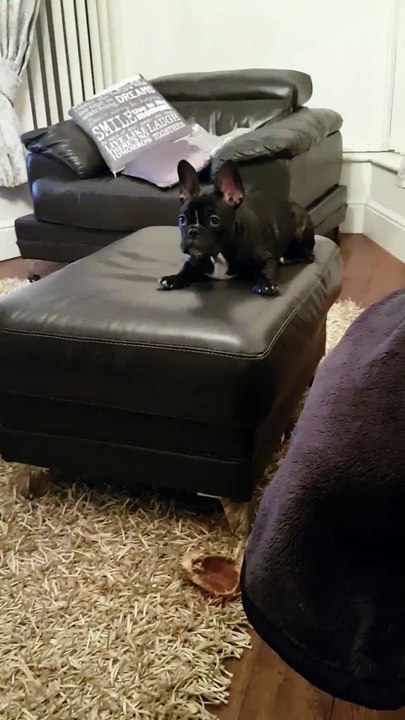 Dog Throws Back Treats
