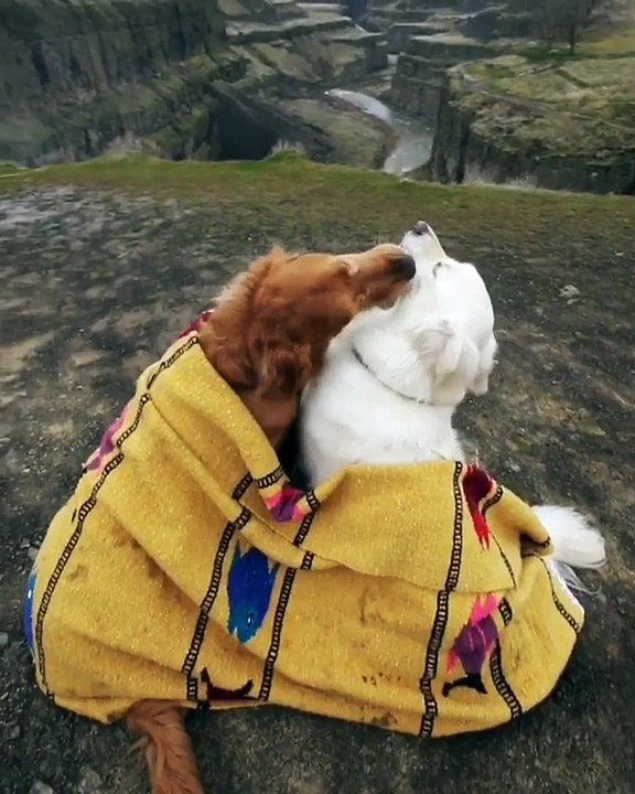 Dogs Kiss on Top of Canyon