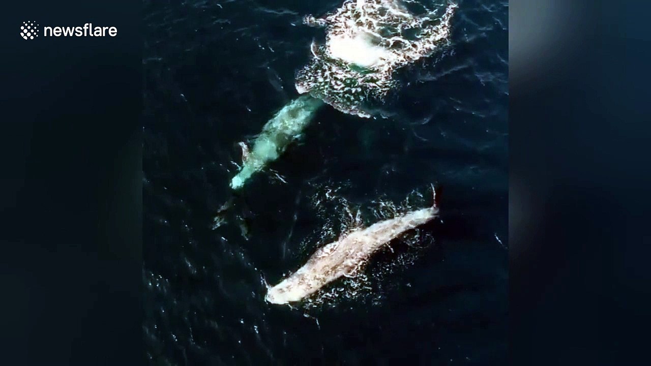 Drone captures gray whales playing with dolphins off California