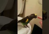 Clever Parrot Learns to Use Toilet