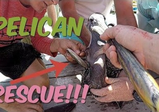 Kind Man Rescues Pelican Caught in Huge Hook