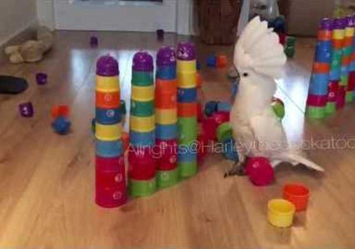 Cockatoo Excels at Destroying Towers of Cups