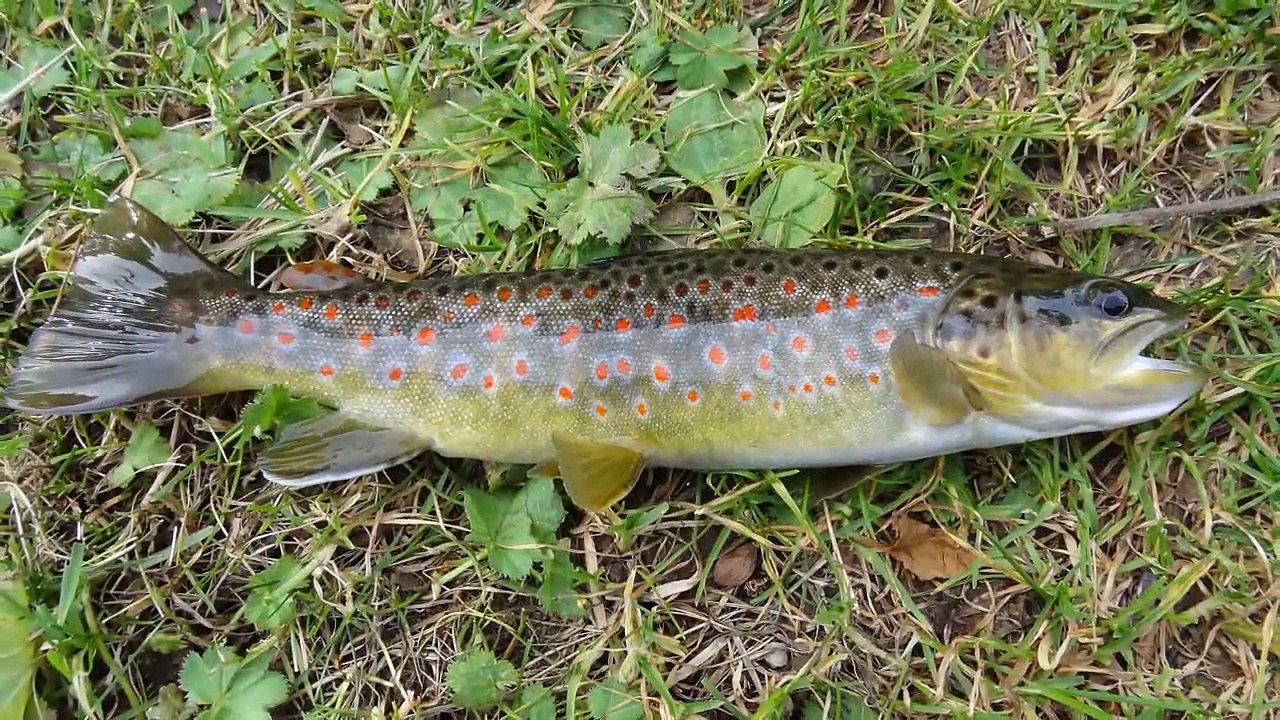 Fermeture de la truite dans la toundra Iseroise