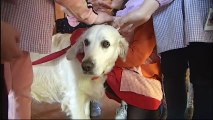 Un colegio gallego usa una perra para enseñar a leer a los niños