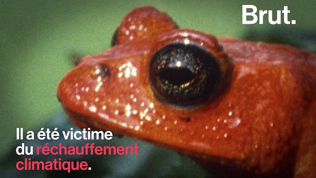 Voici cinq espèces animales disparues depuis 2000