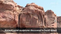 Rock art and mystery: Ancient camel sculptures in Saudi desert