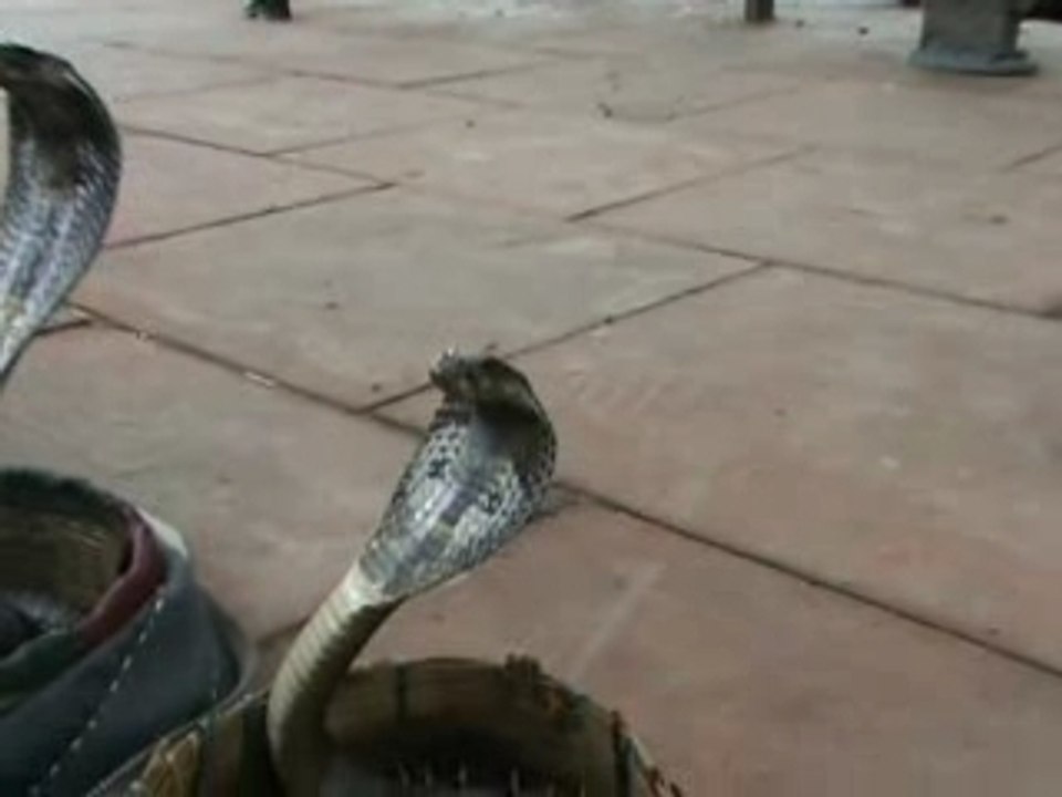 Cobras (new dheli)