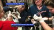 4 Pit Bull Puppies Covered in Paint Rescued from Missouri Home