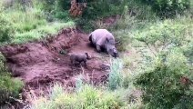 Une vidéo qui brise le coeur: Un bébé rhinocéros tente de réveiller sa maman qui vient d'être abattue par des braconnier
