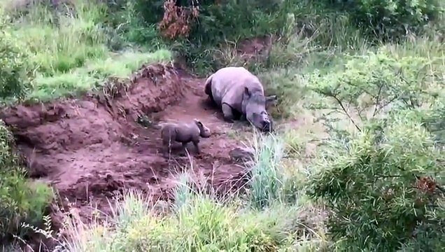 Une vidéo qui brise le coeur: Un bébé rhinocéros tente de réveiller sa maman qui vient d'être abattue par des braconnier