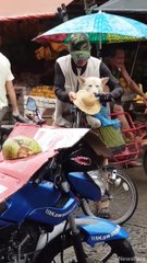 "Saw this elderly man making sure his dog doesn't get wet" 