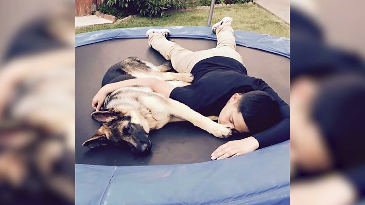 Ce Berger Allemand a risqué sa vie pour sauver celle de son maître, son histoire est bouleversante