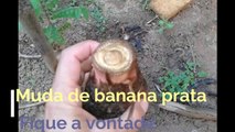 Muda rizoma cará caule subterrâneo de banana bananeira prata