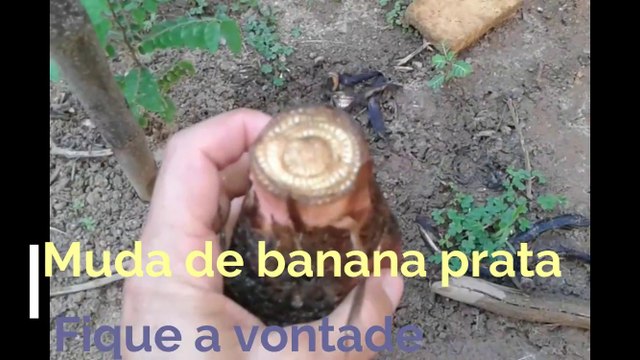 Muda rizoma cará caule subterrâneo de banana bananeira prata