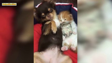 Funniest Animal Fails Compilation. Meeting Cute Baby Animals [Funny Pets] 2018