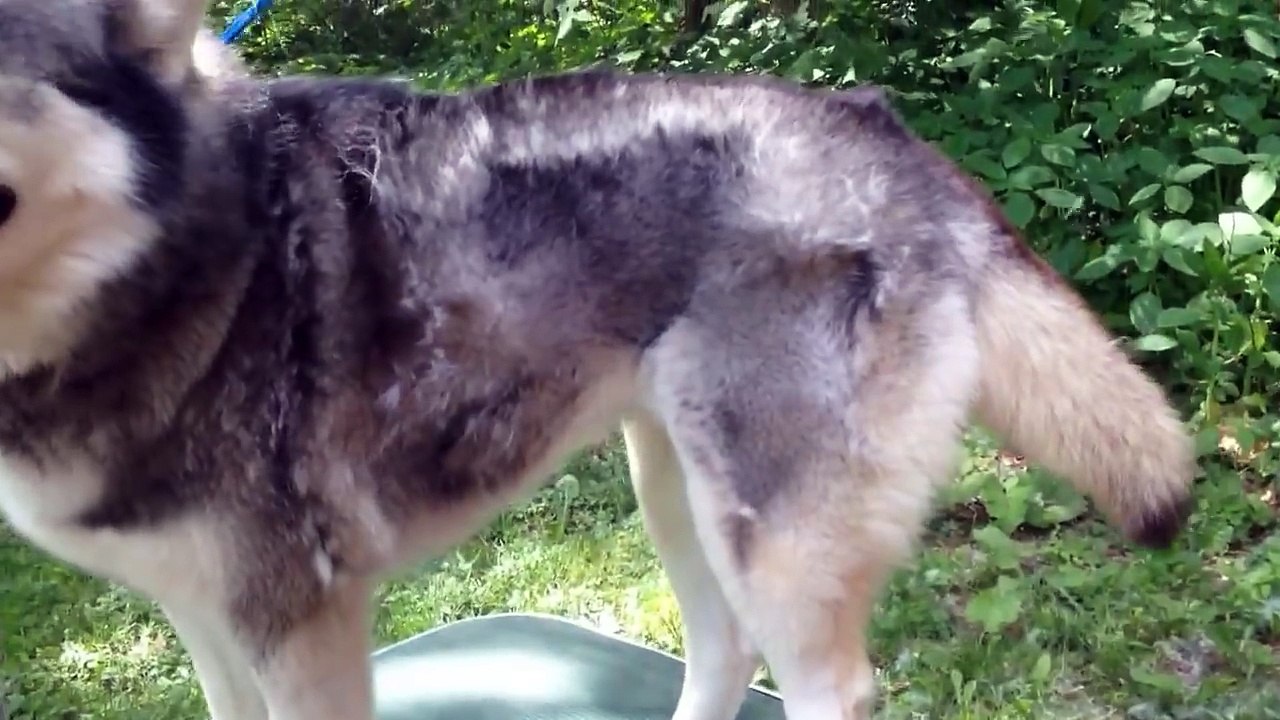 Il enlève les poils morts de son husky avec un souffleur