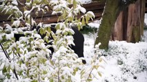 Chester zoo animals enjoy snow as Europe faces icy weather