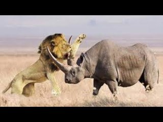 Rhino Chasing Lions and Elephant