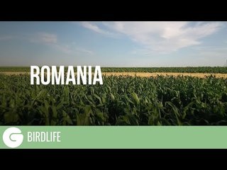 The Ugly Truth About Bioenergy | Romania