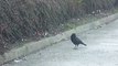 Ce corbeau partage son pain avec une souris... Magnifique moment