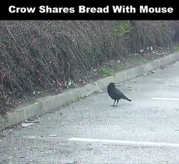 Ce corbeau partage son pain avec une souris... Magnifique moment