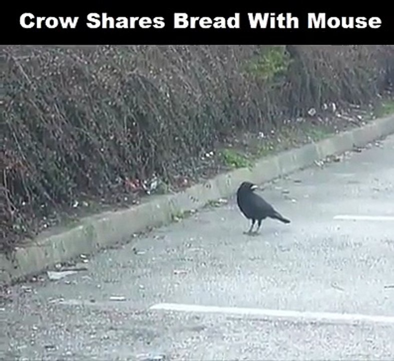 Ce corbeau partage son pain avec une souris... Magnifique moment