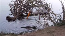 Ce crocodile ne sera jamais le roi de la jungle... Ridiculisé par un gros oiseau