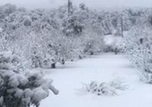 Snow Blankets California Orchard