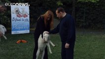 Berlusconi joins vegetarian campaign & adopts five lambs 1