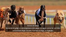 ¡¿SABÍAS QUE…?! Leopoldo Lares Sultán te enseña los 5 deportes con animales