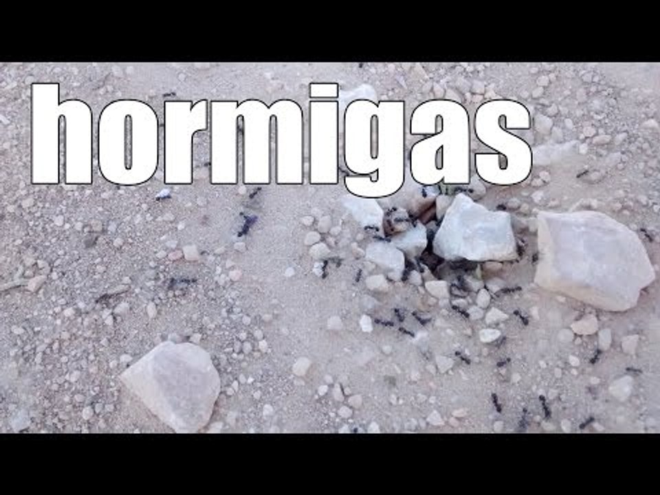 hormigas