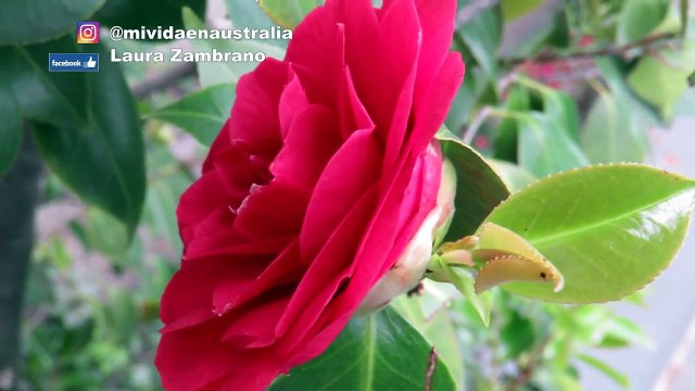 Jesús Augusto Sarcos Romero te enseña a hacer turismo en Australia