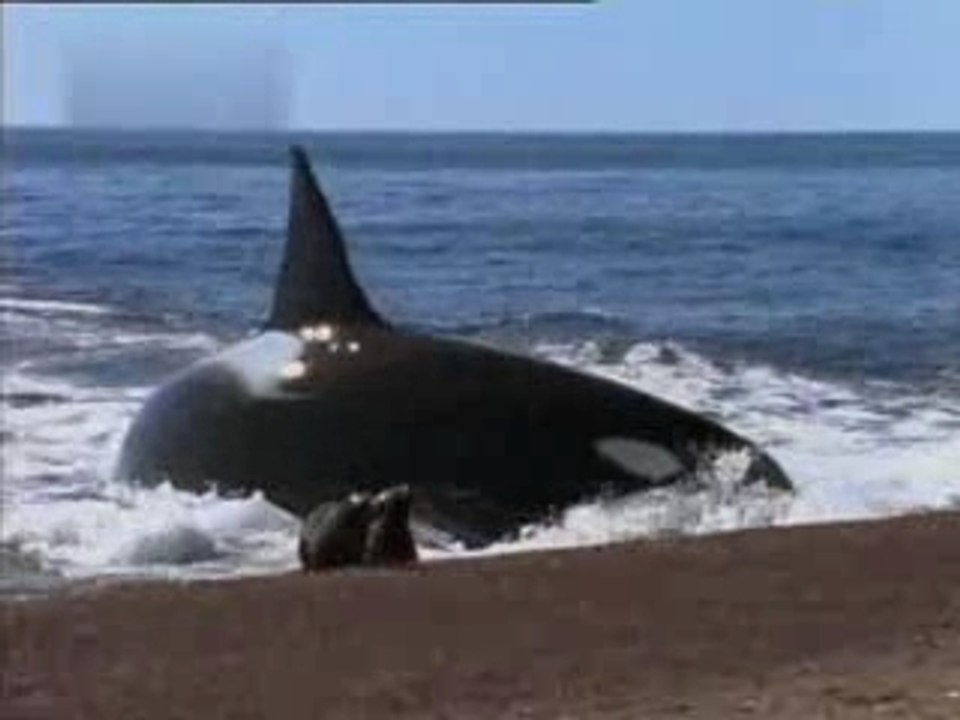 Orca Eating a Seal