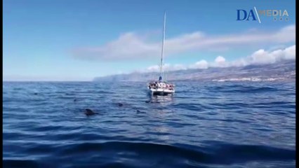 Denuncian el atropello de ballenas piloto frente a Costa Adeje