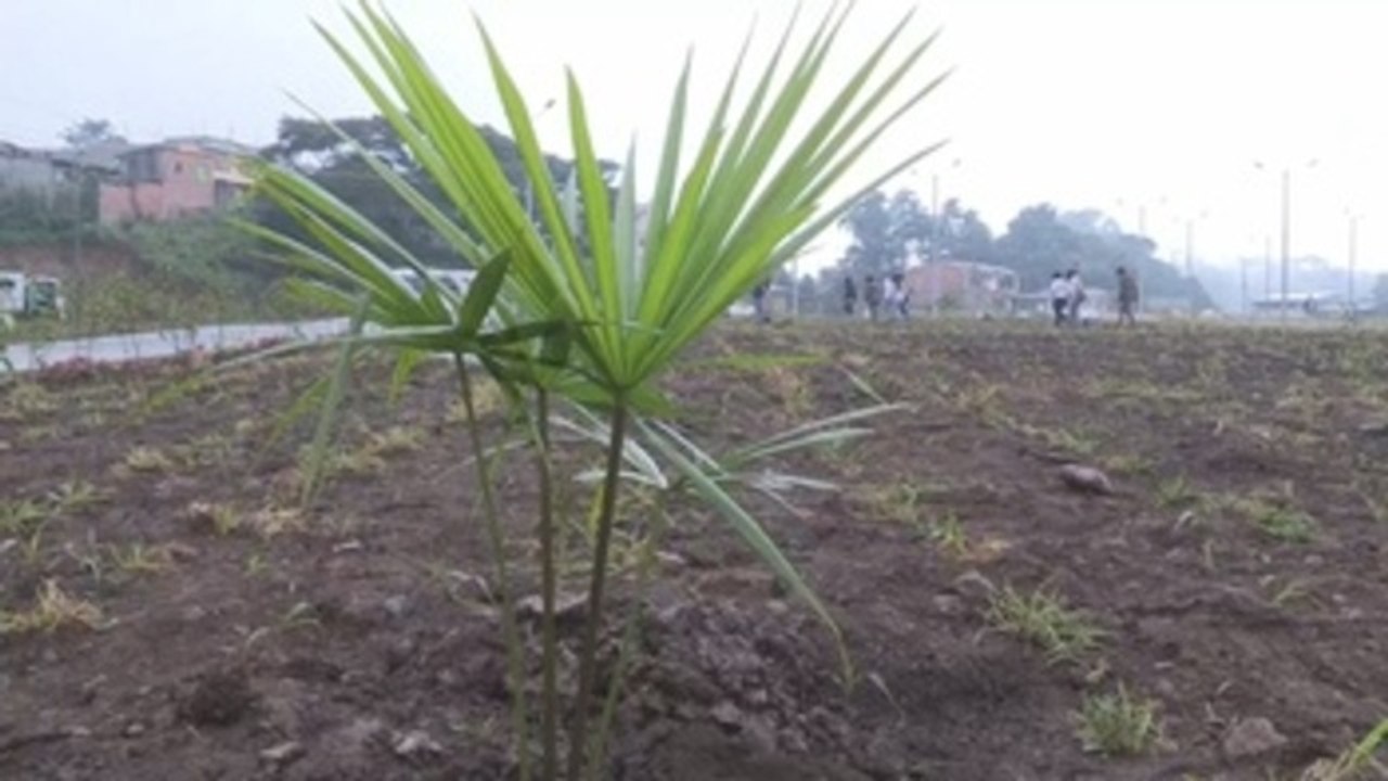 Lenín Moreno anuncia en la Amazonía plan de reforestación para "reverdecer" Ecuador