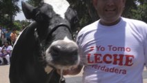 Ganaderos del Perú regalan leche para pedir regulación en la industria láctea