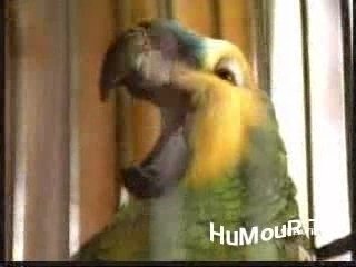 Le chat ET Le cui-cui