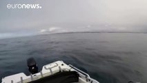 Breaching humpback whale surprises boaters, Australia