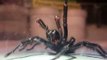 Australian Reptile Park Receives Giant Funnel Web Spider
