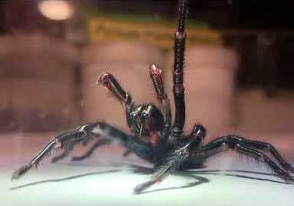 Australian Reptile Park Receives Giant Funnel Web Spider