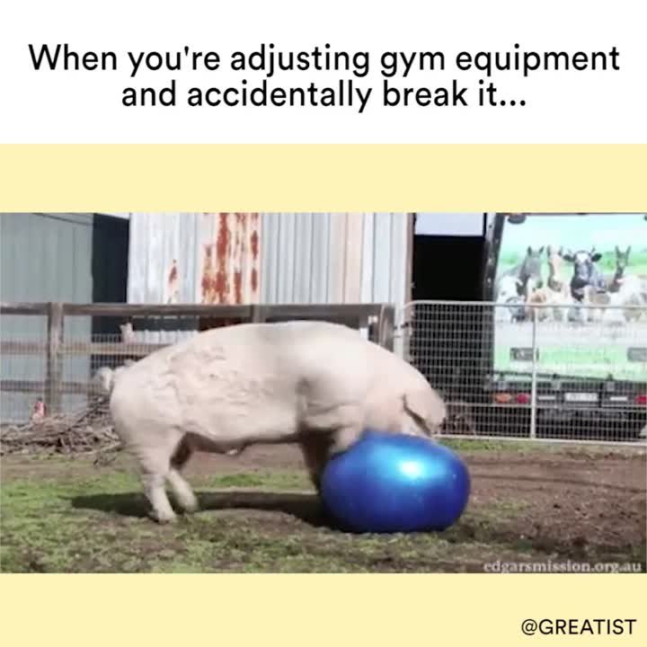 Gym Equipment