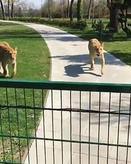 Women Vs Wild Tiger Women fear