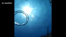Watch what happens when a jellyfish gets caught in a bubble ring