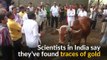 Do these Indian Gir cows urinate gold?